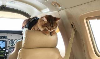 小猫能坐飞机吗